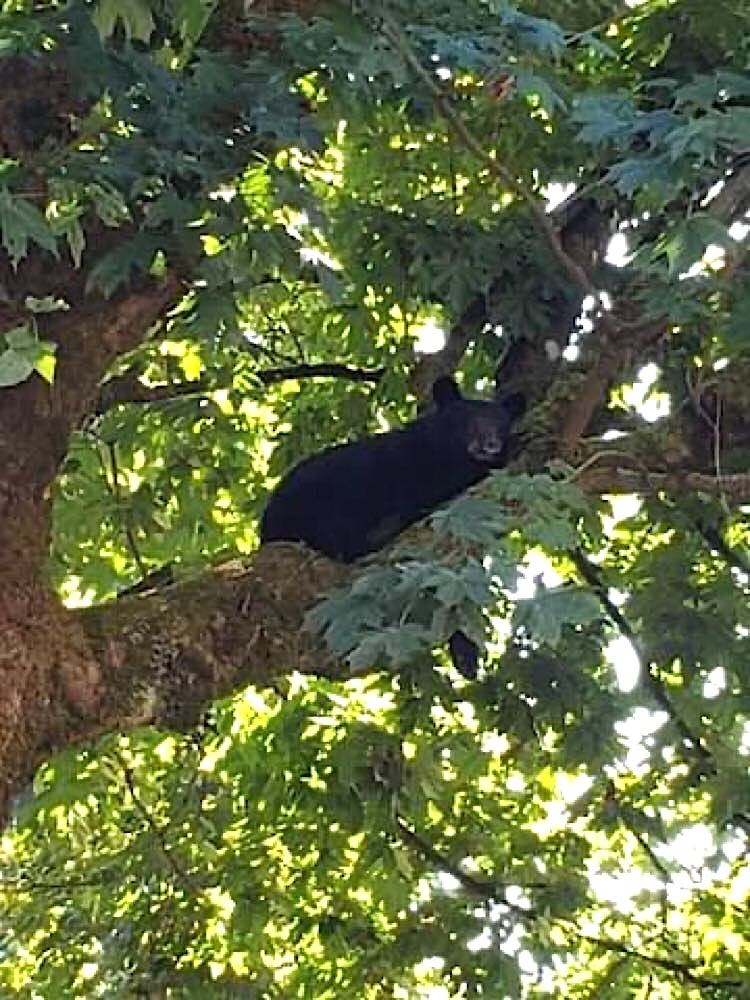 This young bear was hiding in a tree but was harassed into climbing down