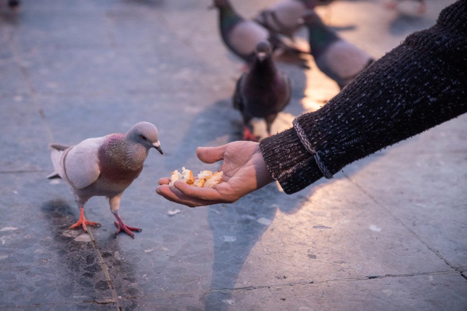 feeding pigeons, stock photo