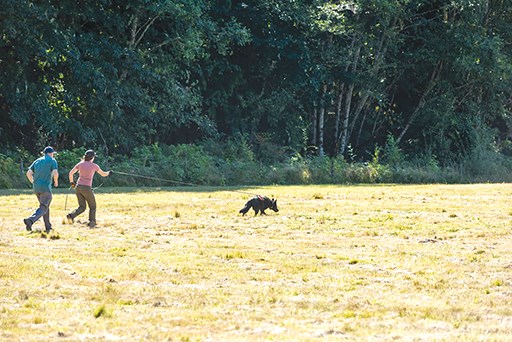 Dogs and their handlers partake in training during the weekend of Aug. 29 and 30.