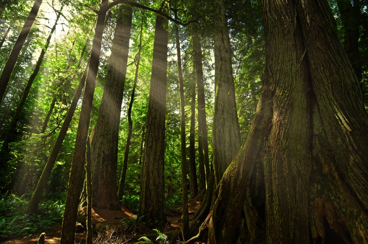 Old-growth-Matthäus-Rojek-Getty