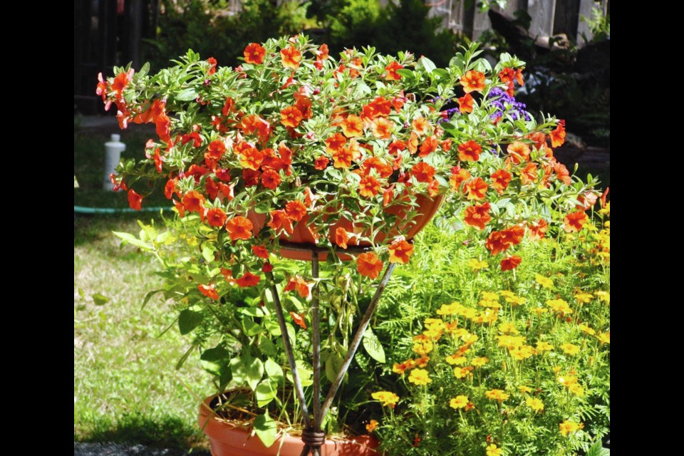 Calibrachoa is a classic summer spiller plant that trails gracefully from hanging baskets and raised containers. Helen Chesnut