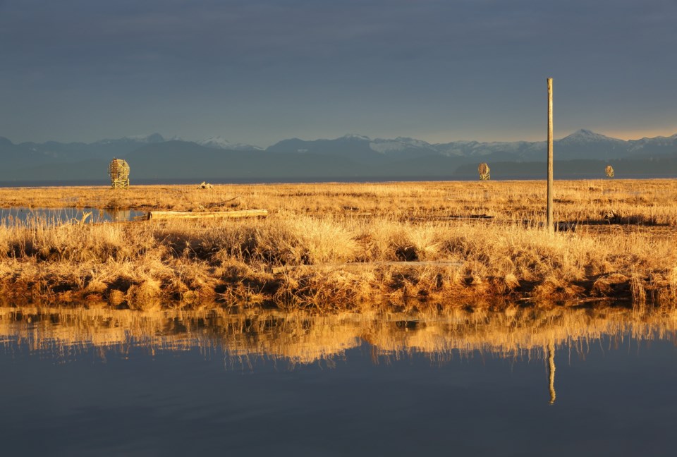 sturgeon bank