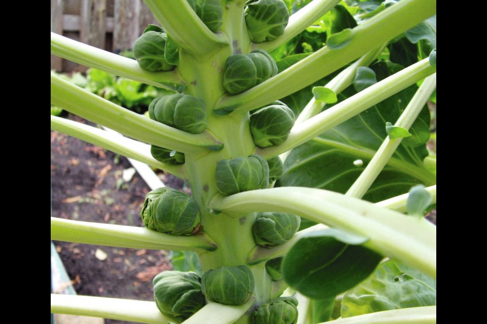 This late October photo shows sprouts starting to expand on a stout Brussels sprouts stem. Helen Chesnut