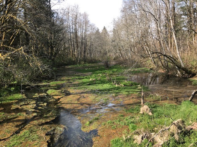 The area of Judd Slough bordering 1050 Depot Road, back in the spring. That address is one of the areas that's subject to council's rezoning efforts.