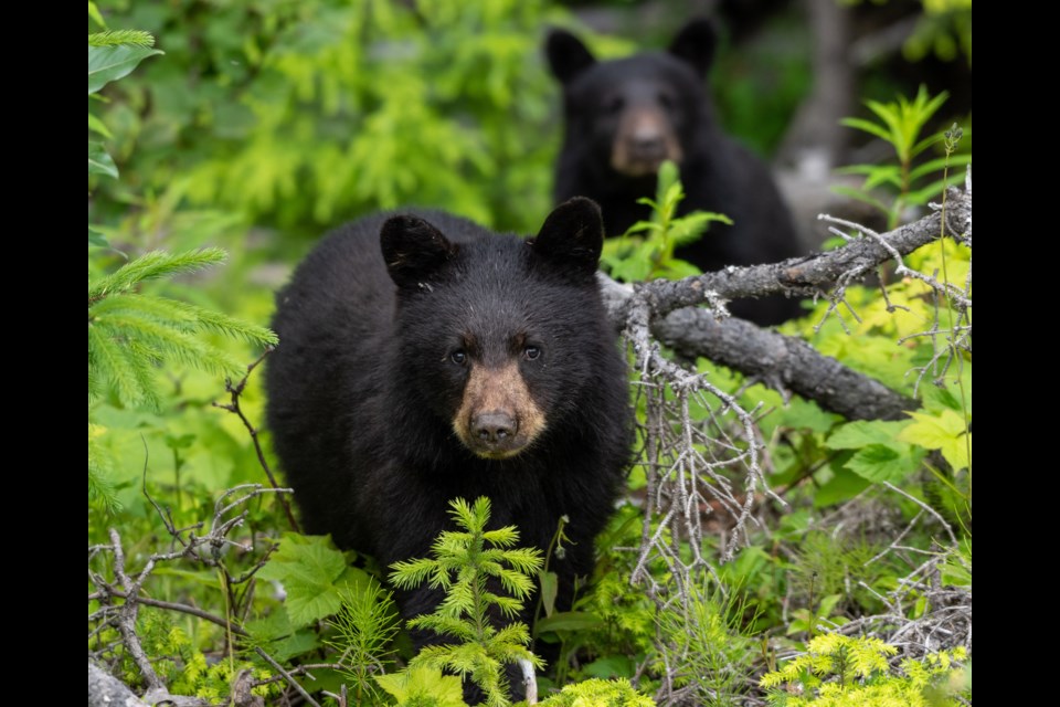 Joshua Wolfe's photo of a black bear mother and cub took first prize in the wild settings category of the BC SPCA's Wildlife-in-Focus photography contest.