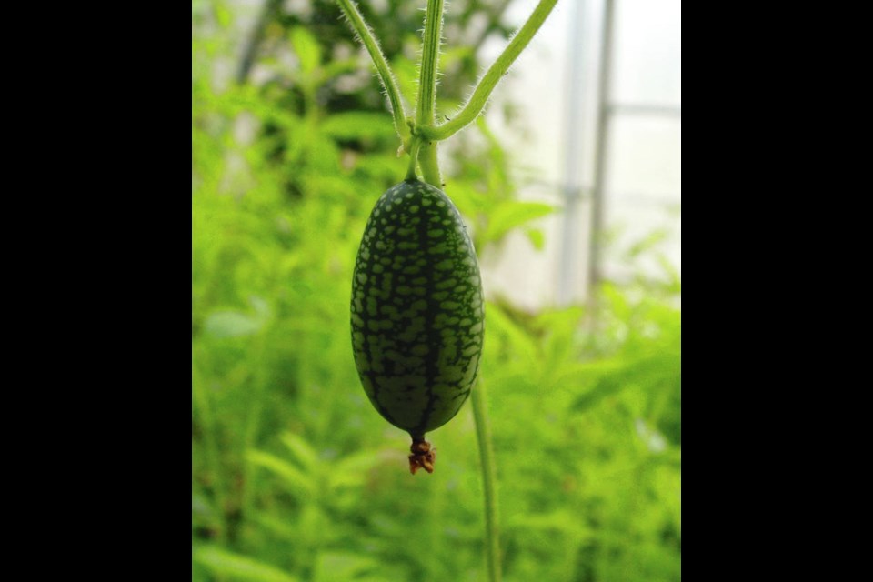 Mouse melons, also called cucamelons, are tiny fruits that taste like lime-flavoured cucumbers. They grow on long vines. Helen Chesnut