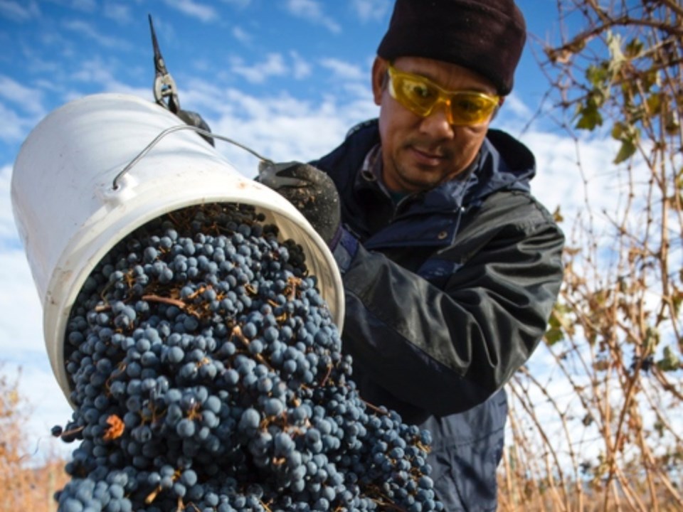 Migrant worker in B.C.A migrant worker harvests grapes at a farm in British Columbia's Okanagan regi