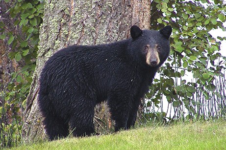 bear alliance