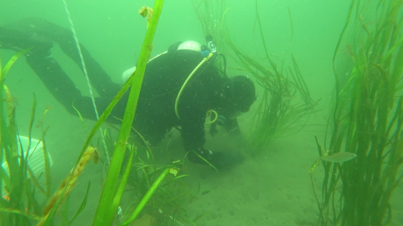 This year's eelgrass transplant is smaller and if it takes, SeaChange will return next year to do more transplanting says the project's regional director Fiona Beaty.