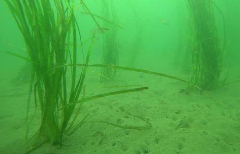 Eelgrass in the ocean