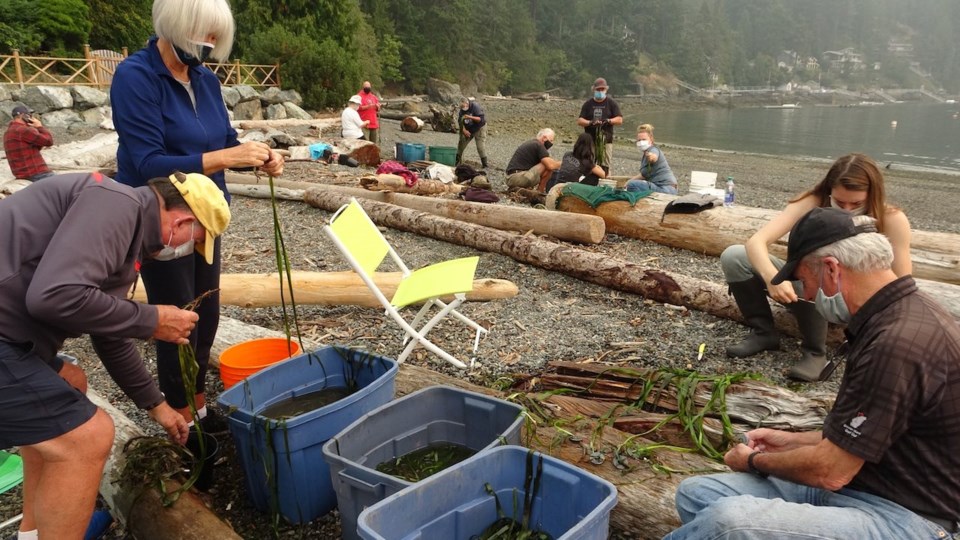 Transplanting eelgrass in Mannion Bay_8