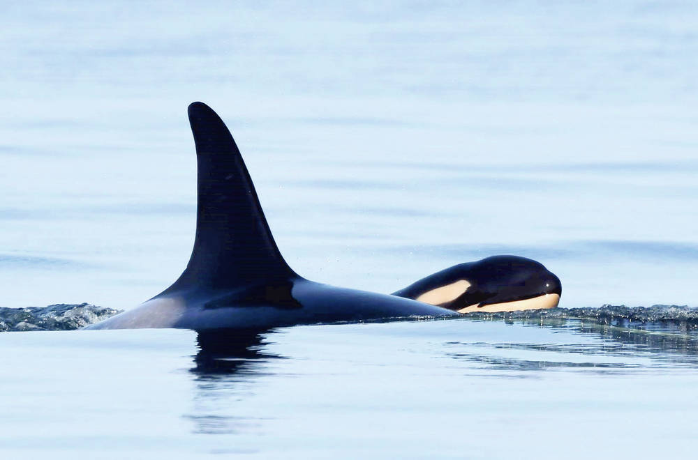 Another baby orca born to J pod — the second this month