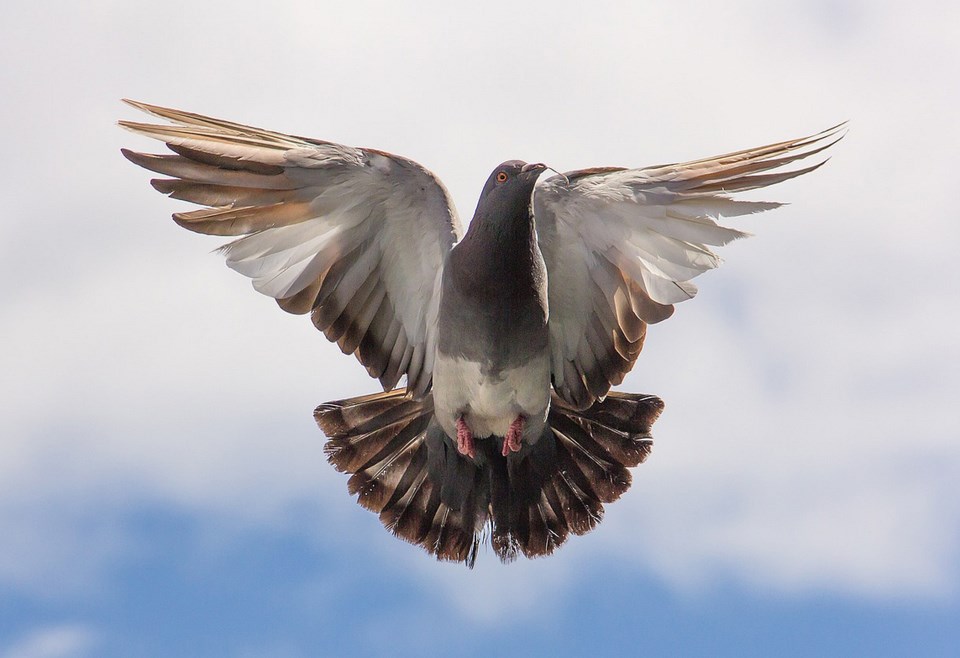 delta pigeon racing