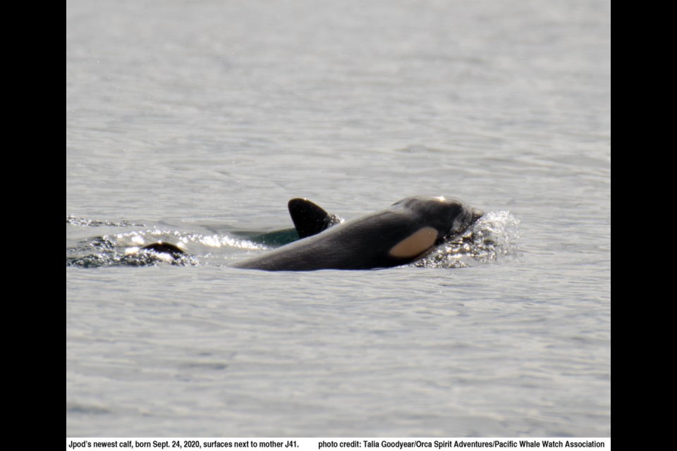 J-Pod's newest calf, born Sept. 24, 2020, surfaces next to its mother, known as J41. TALIA GOODYEAR, ORCA SPIRIT ADVENTURES/PACIFIC WHALE WATCH ASSOCIATION