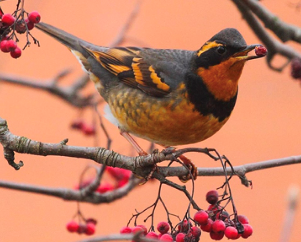 Varied thrush