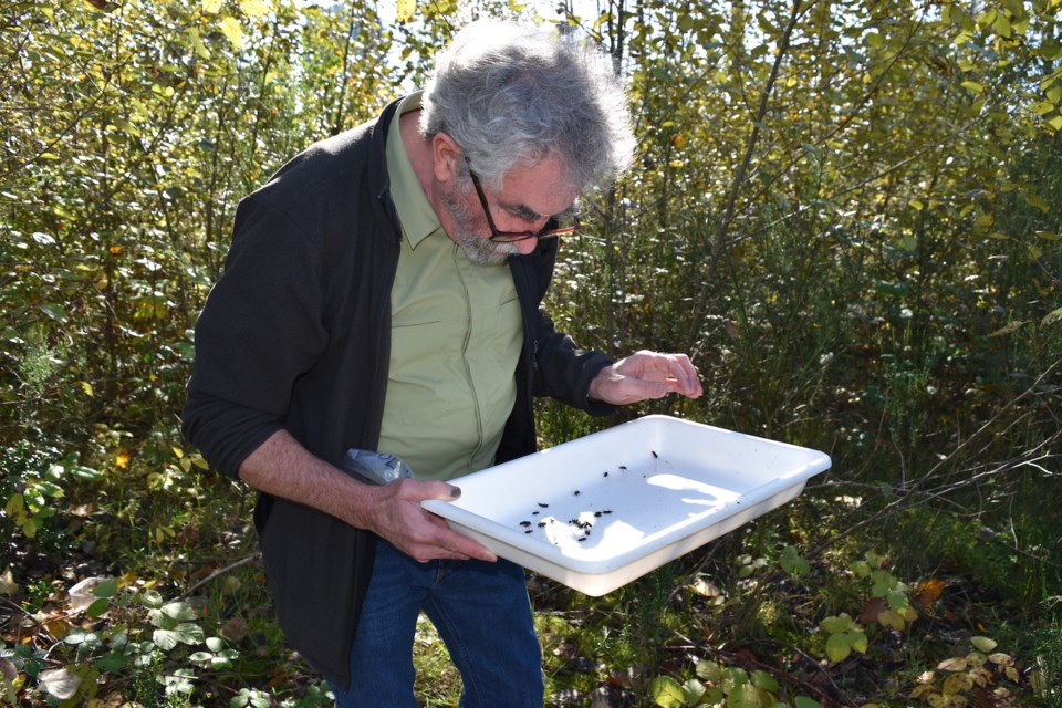 Robert McGregor, the executive director of the Douglas College Institute of Urban Ecology (IUE), said learning more about the insect will help scientists determine whether it is “friend or foe — or both.”