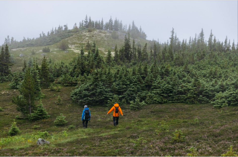 Walk through whitebark pine forest