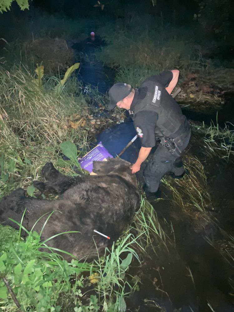 Second grizzly this month captured in Squamish_0