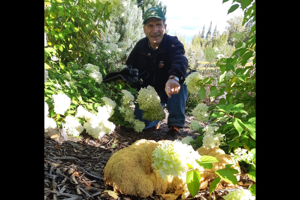 Retired UNBC professor Hugues Massicotte points to a basketball-sized ramaria coral mushroom growing in the David Douglas Botanical Garden on the UNBC campus.