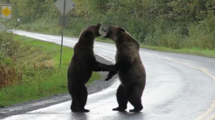 Pelea de osos pardos captada por cámara en el norte de Columbia Británica - Richmond News