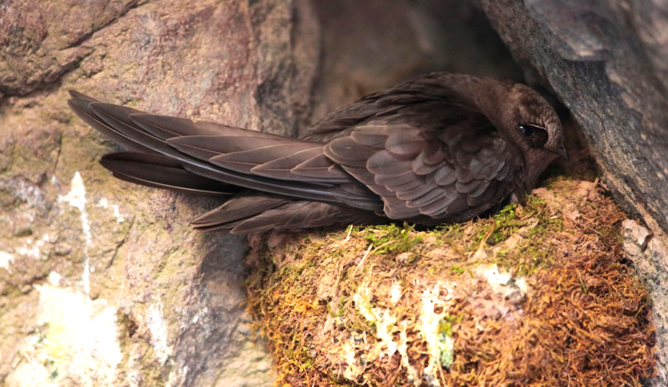 Black Swift