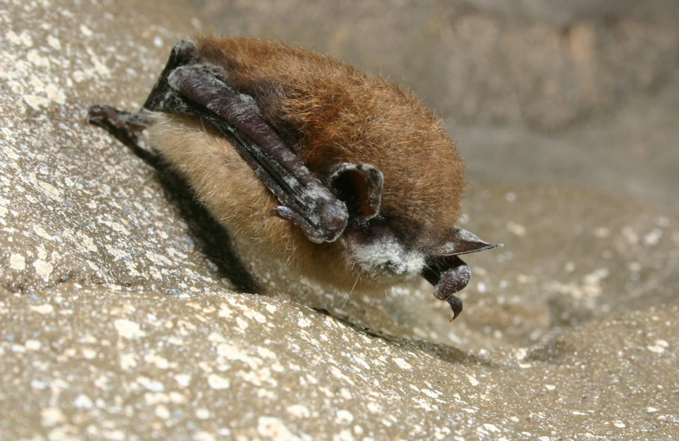 Brown myotis with white nose syndrome