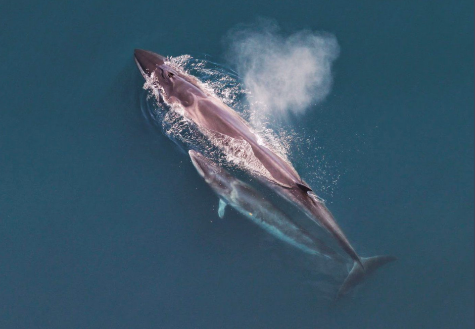 Sei whale with calf