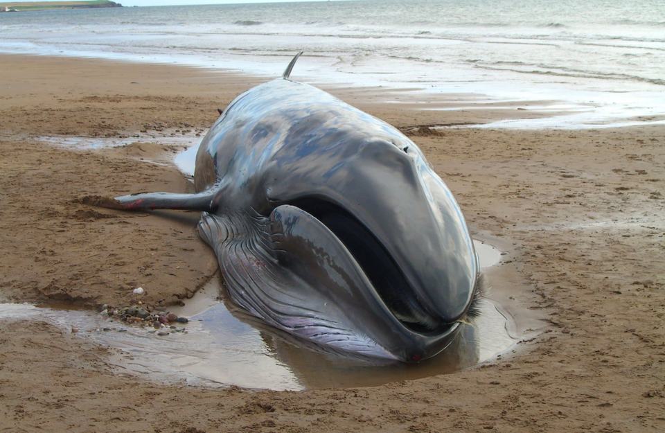 Sei whale beached