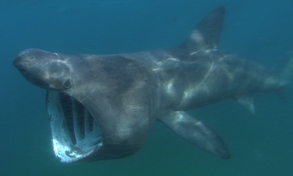 Basking shark