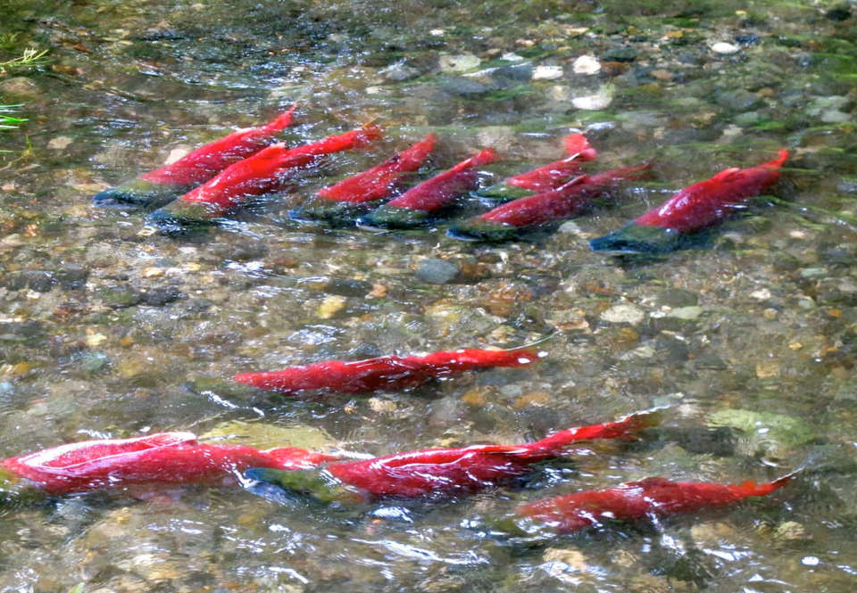 sockeye salmon