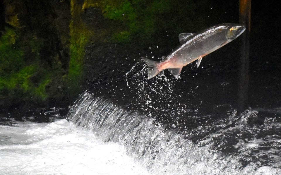 salmon jumping