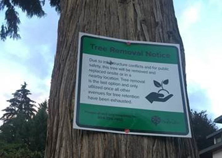 cedar tree