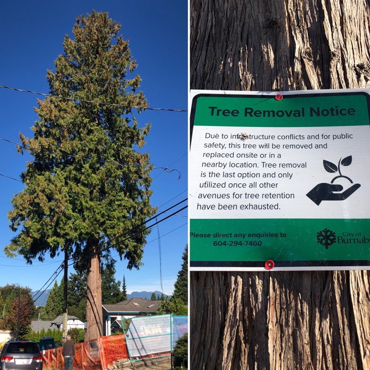 cedar tree