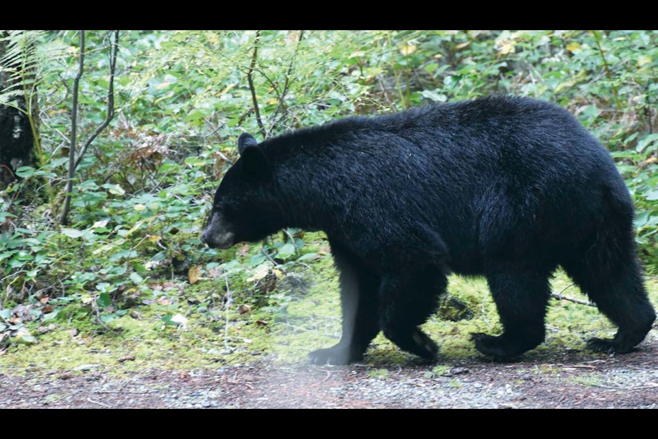 Mama bear strides with purpose after sniffing a new, concentrated scent.