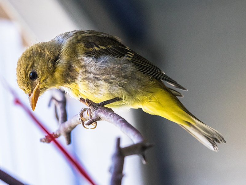 Powell River Orphaned Wildlife Society
