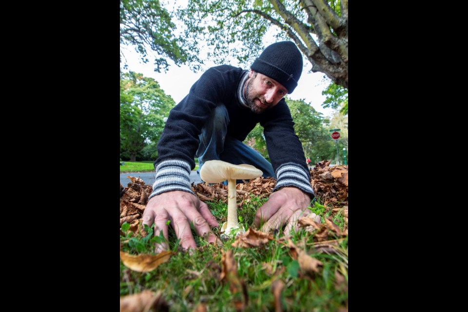 Jason Gowen of the Vancouver Island Mycological Society, with a death cap mushroom in Oak Bay. DARREN STONE, TIMES COLONIST
