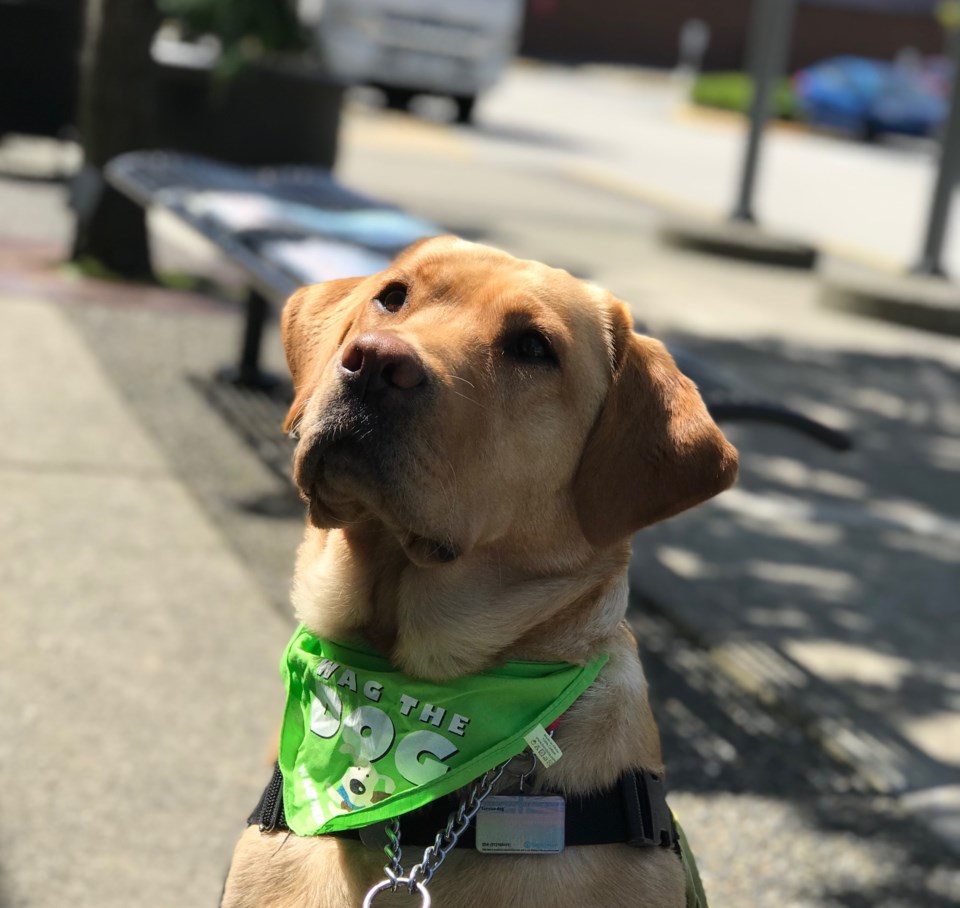 dog attack coquitlam