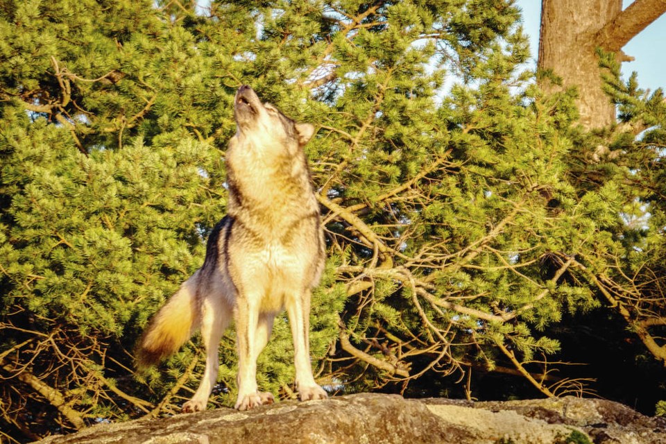 Takaya giving a lonesome howl at sunset. Photo courtesy Rocky Mountain Books
