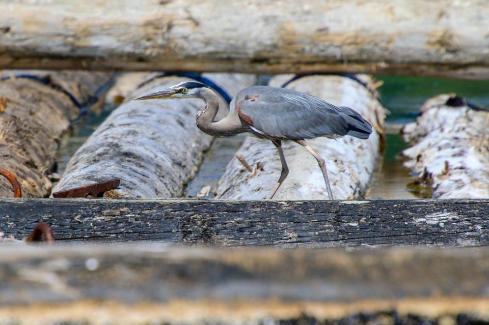 A heron lopes across a log boom at Flavelle sawmill. The booms have served as a habitat for pupping