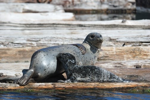 A mother and her pup on the log booms off Flavelle sawmill. It's uncertain where mothers will now go