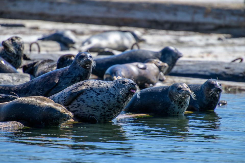 A group of Harbour seals line up to watch passing boaters. Beyond a habitat for pupping seals and fi