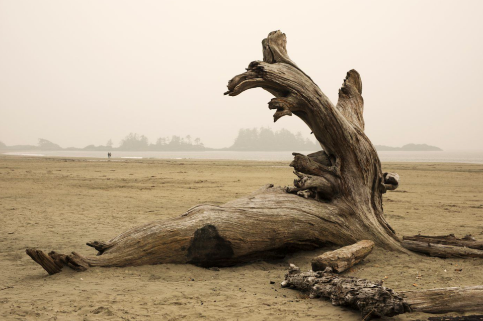 Tofino log on beach