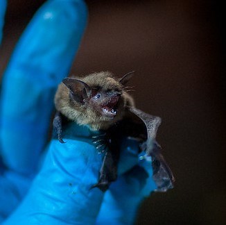 Bat Week