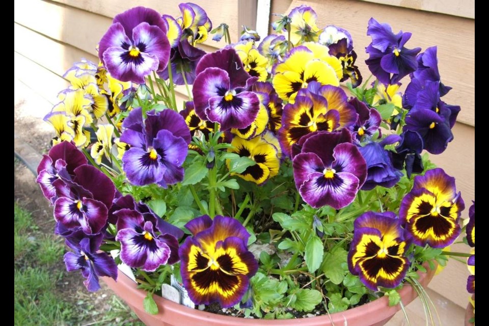 Pansies can be seeded twice, early in the year and again in July for fall and winter containers. HELEN CHESNUT