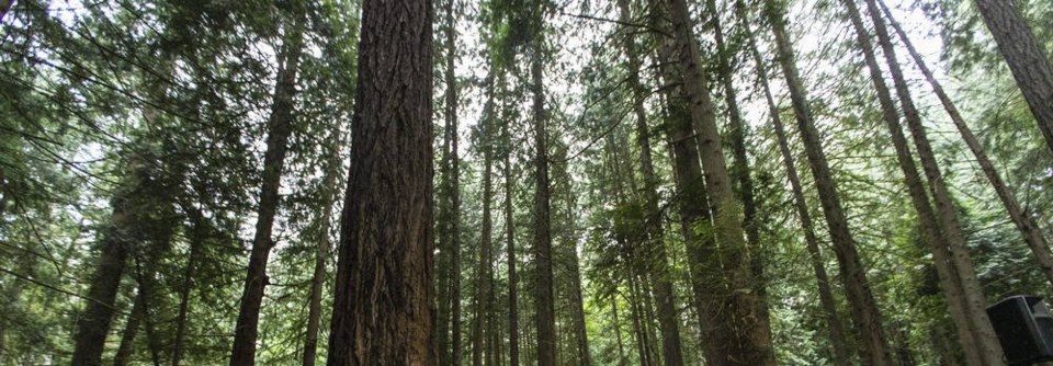 generic photo forest trees