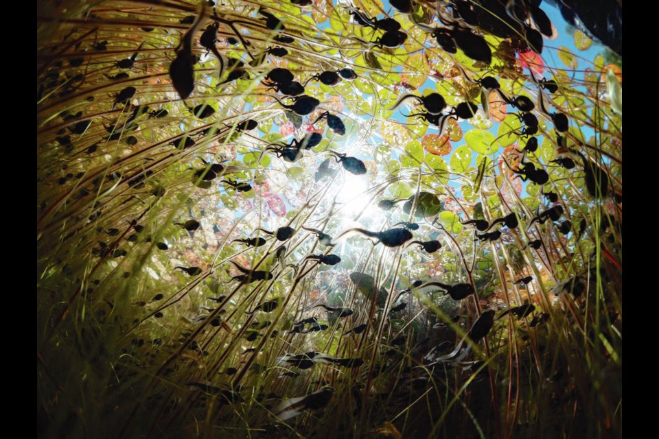 Tadpoles swimming among Lilly Pads. MAXWEL HOHN