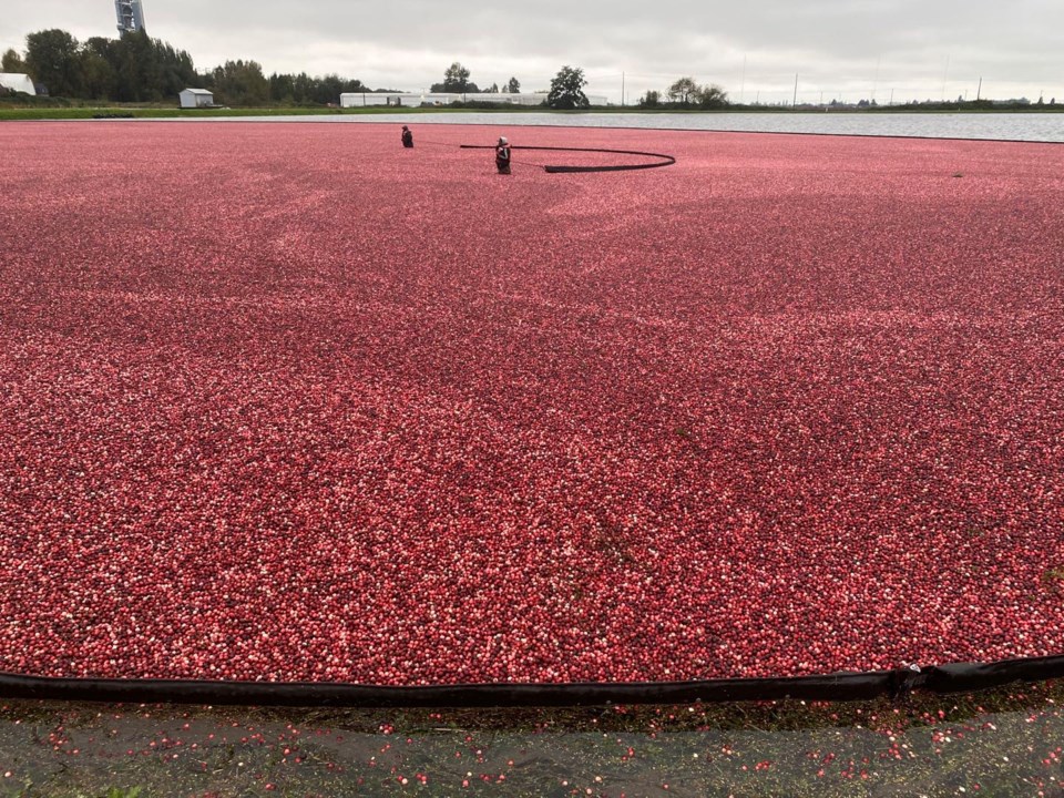 Video: Richmond cranberry harvest in full swing _0