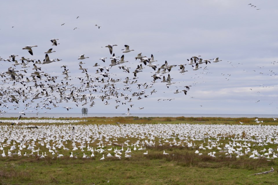 The annual influx of snow geese to Richmond has begun. They were spotted off the West Dike Trail on the weekend by Richmond News reader Grant McMillan. Photos submitted by Grant McMillan