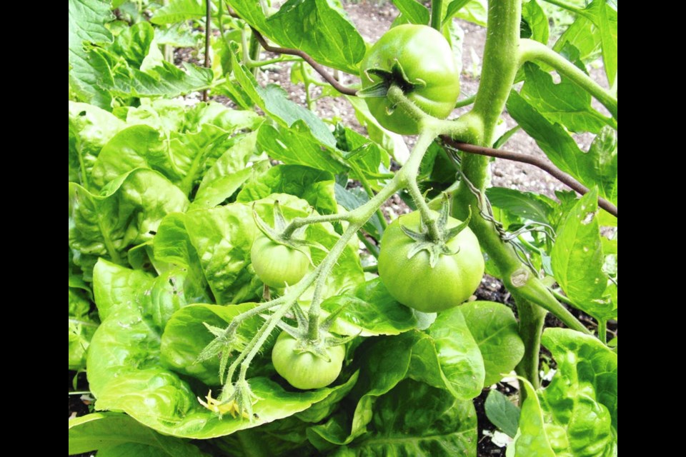 Good companion plants for tomatoes include light feeders like lettuce. Here, a cluster of tomatoes hovers above Little Gem lettuces. Basil, parsley and marigolds are more good tomato companions. Helen Chesnut