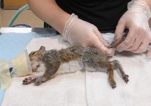 squirrel rehab